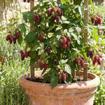 Hayloft Compact & Classic Berry Collection - 3 x 9cm pots. (1 of each)