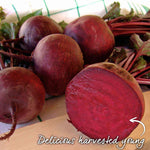 Beetroot Monika - Monogerm | 200 Seeds