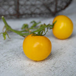 Yellow Perfection Tomato Seeds, Seeds, Rhs Award | 80 Seeds