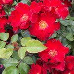 Rosa 'isn't She Lovely' - 9cm Pots | 1 x 9cm | Red