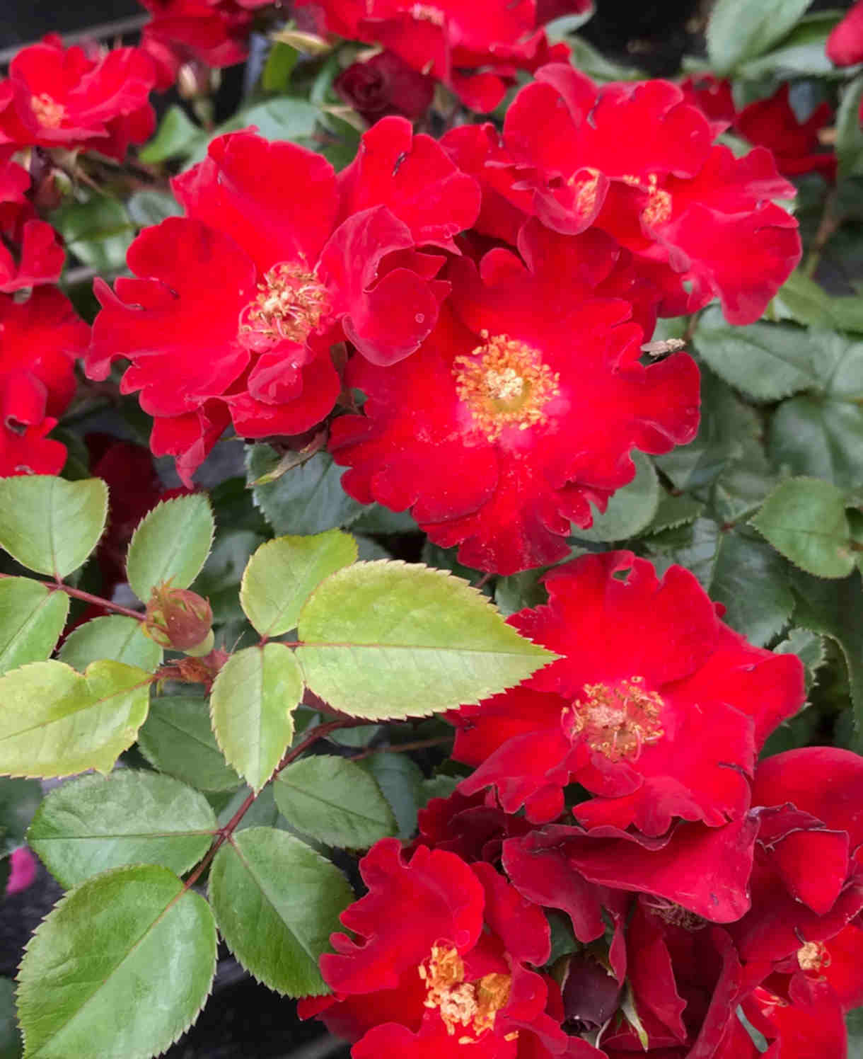 Rosa 'isn't She Lovely' - 9cm Pots | 1 x 9cm | Red