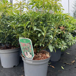 Large Pieris Bonfire Shrub Evergreen Garden Plant In A 3 Litre Pot