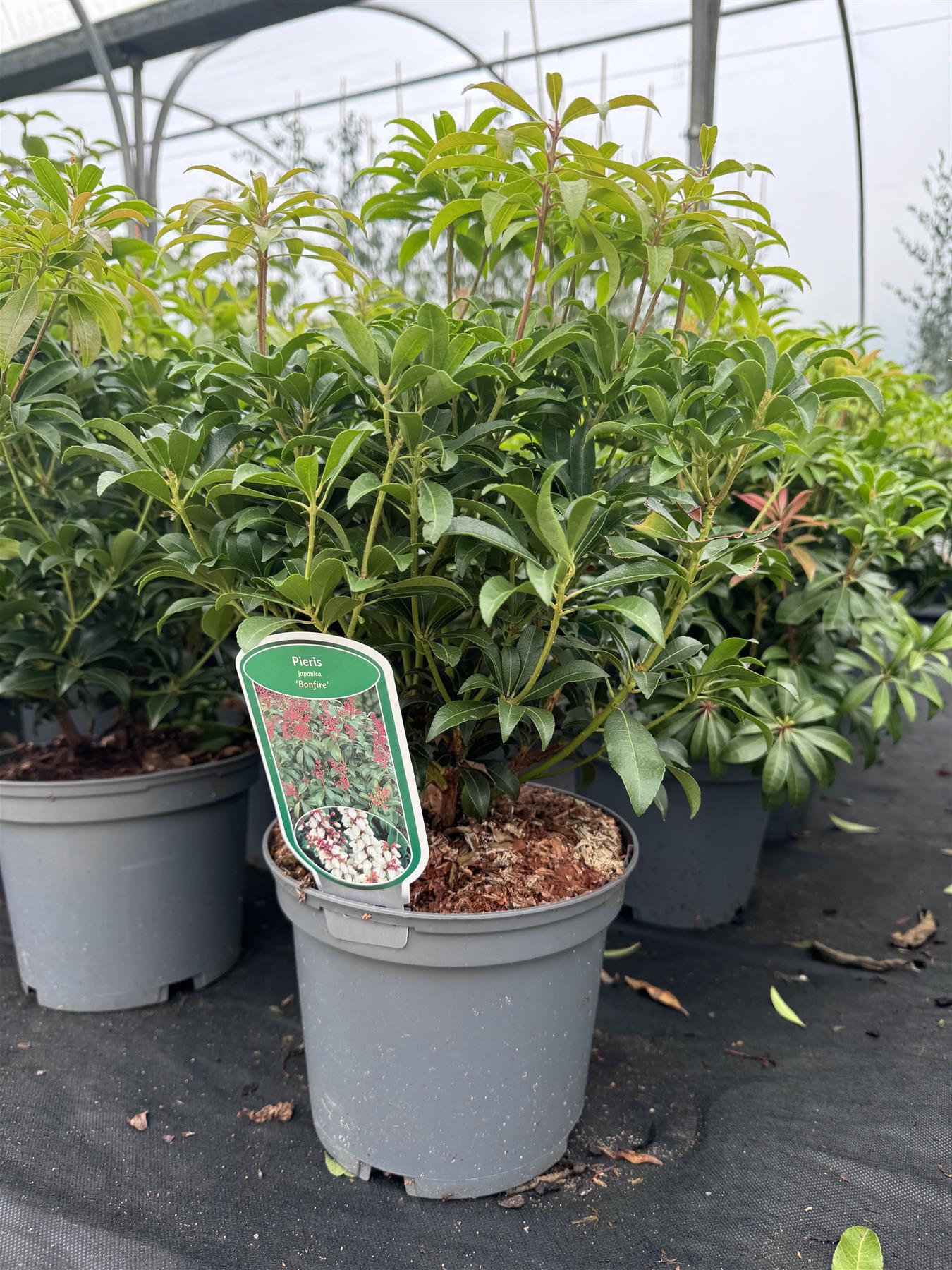 Large Pieris Bonfire Shrub Evergreen Garden Plant In A 3 Litre Pot