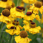 Helenium Indian Summer Mix - Bare Roots