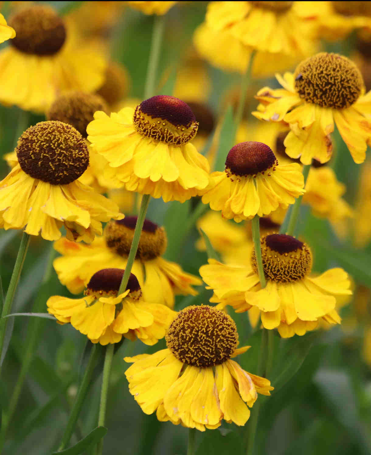 Helenium Indian Summer Mix - Bare Roots
