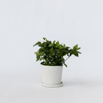 Cape Jasmine - Gardenia Jasminoides - Height 20-30cm - ⌀13cm | Set of 1 | White