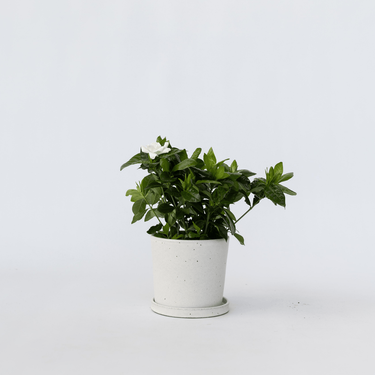 Cape Jasmine - Gardenia Jasminoides - Height 20-30cm - ⌀13cm | Set of 1 | White