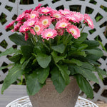 Gerbera 'sweet Memories' - Candy Pink Perennial | 6 x Jumbo Plug Plants | Pink