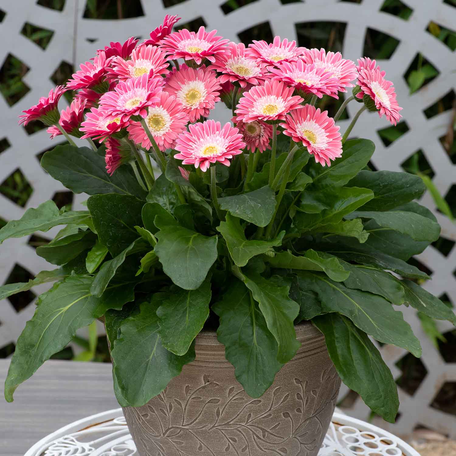 Gerbera 'sweet Memories' - Candy Pink Perennial | 6 x Jumbo Plug Plants | Pink