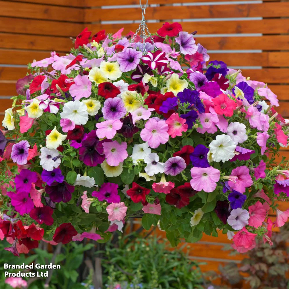 Garden Ready Summer Favourites Collection Garden Ready Plants Plants | 12 x Garden Ready Plants
