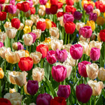 Tulip 'majestic Mix' Bulbs | 80 x Bulbs