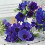 Anemone 'mr Fokker' Corms, Violet-blue Spring Blooms | 10 x Bulbs | Multi