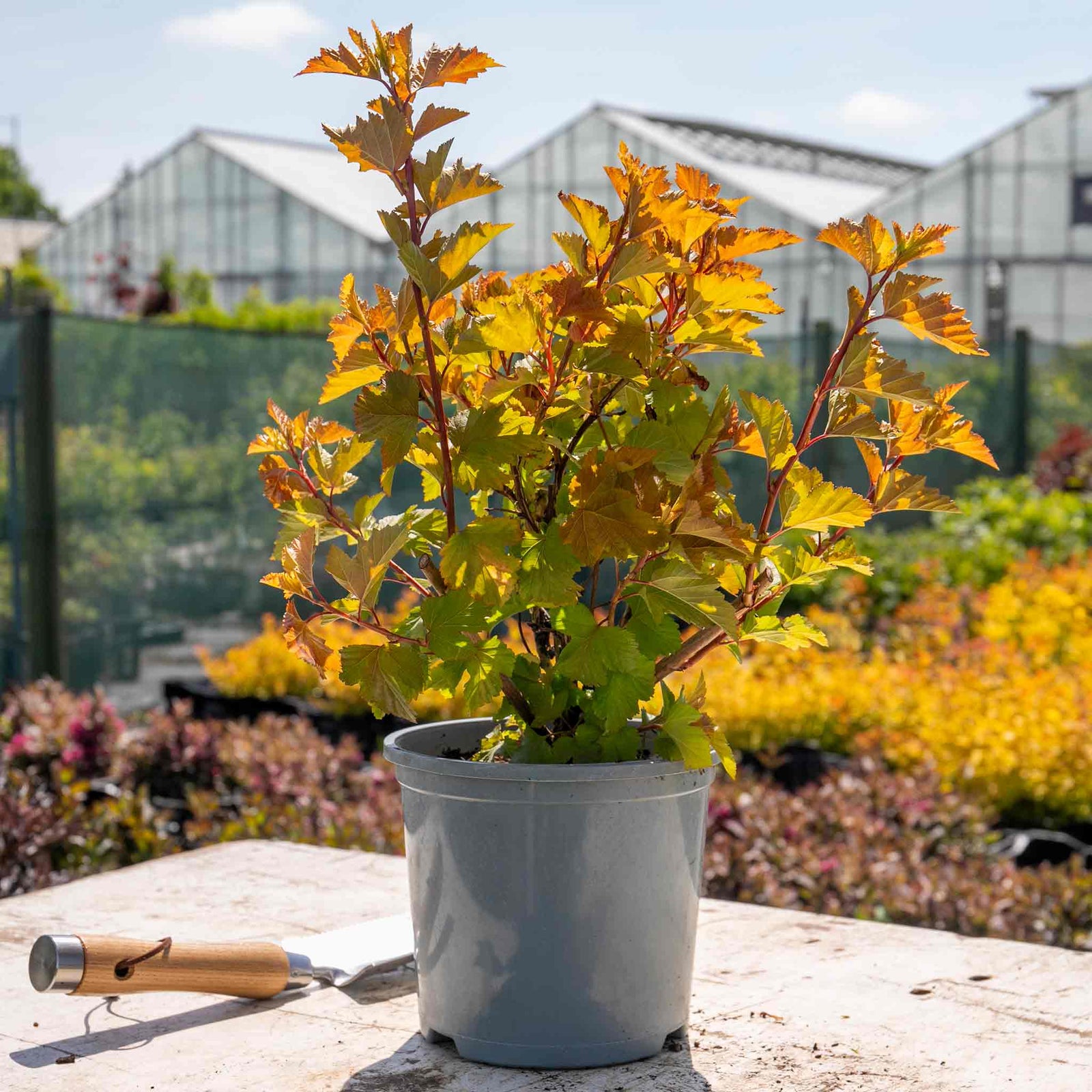 Physocarpus 'magic Ball' Compact Colour-changing Shrub | 1 x 9cm