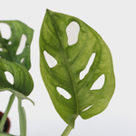 Mini Swiss Cheese Plant - Monstera Adansonii 'monkey Mask' - H25-30cm - ⌀12cm | Set-of-1 | Green