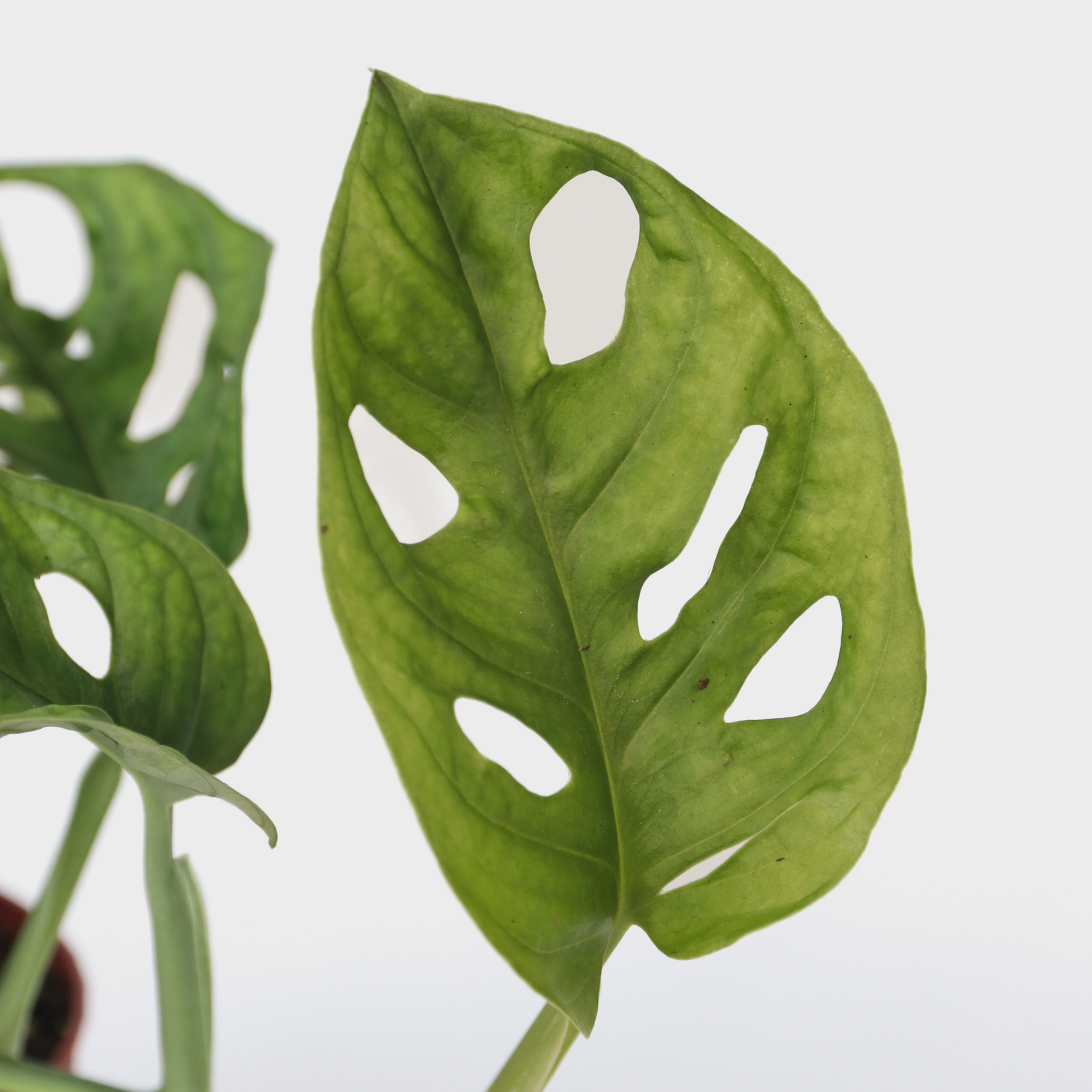 Mini Swiss Cheese Plant - Monstera Adansonii 'monkey Mask' - H25-30cm - ⌀12cm | Set-of-1 | Green