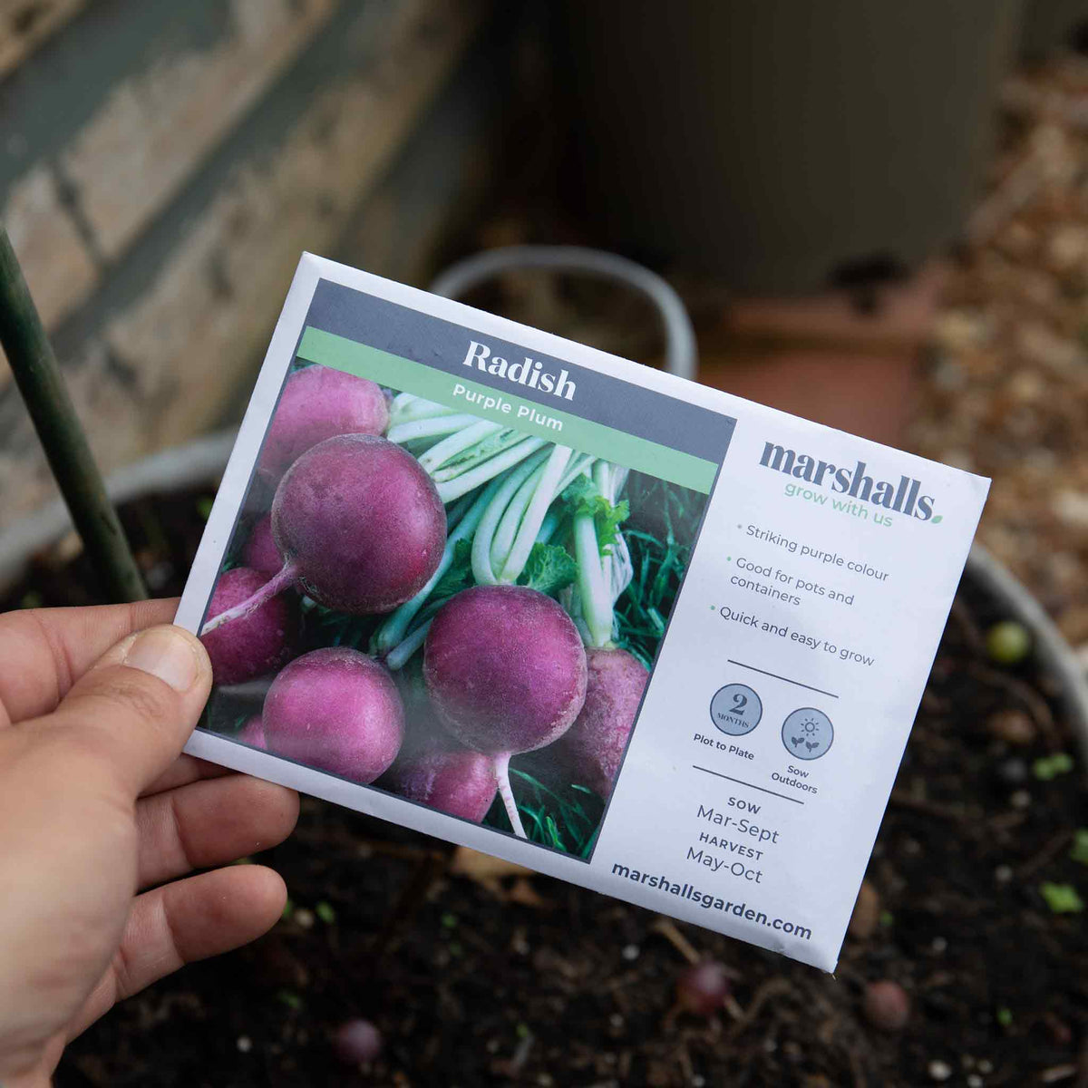 Radish 'purple Plum' | 300 Seeds
