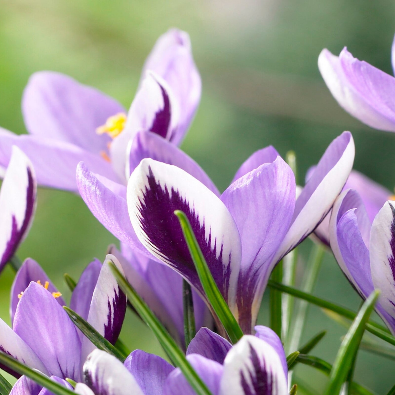 Hayloft Exclusive Crocus Collection - 90 Bulbs