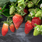 Strawberry Plant Summer Breeze Mixed | Red