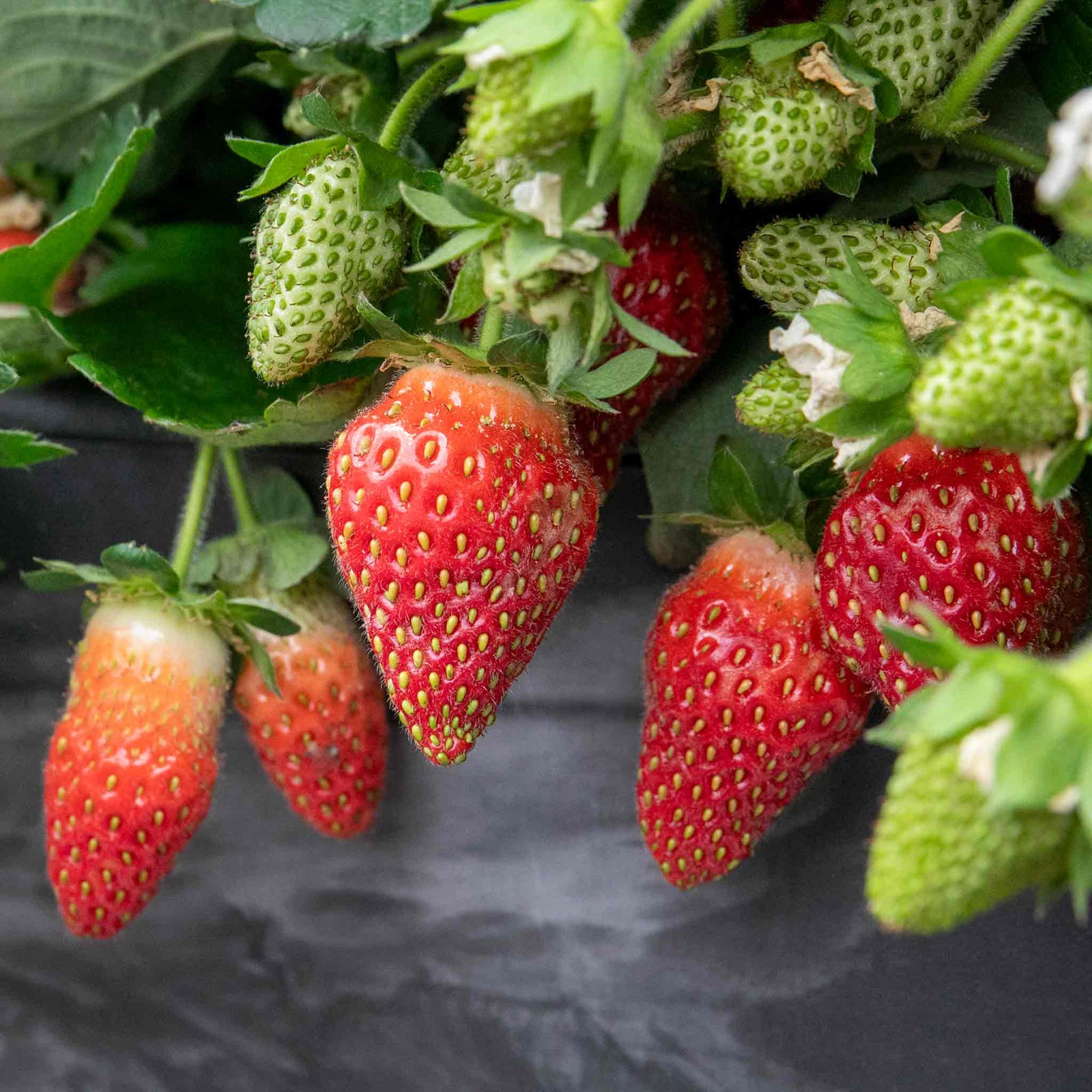 Strawberry Plant Summer Breeze Mixed | Red