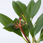 Frangipani White - Plumeria Rubra - Height 55-70cm - ⌀17cm | Set of 1 | White
