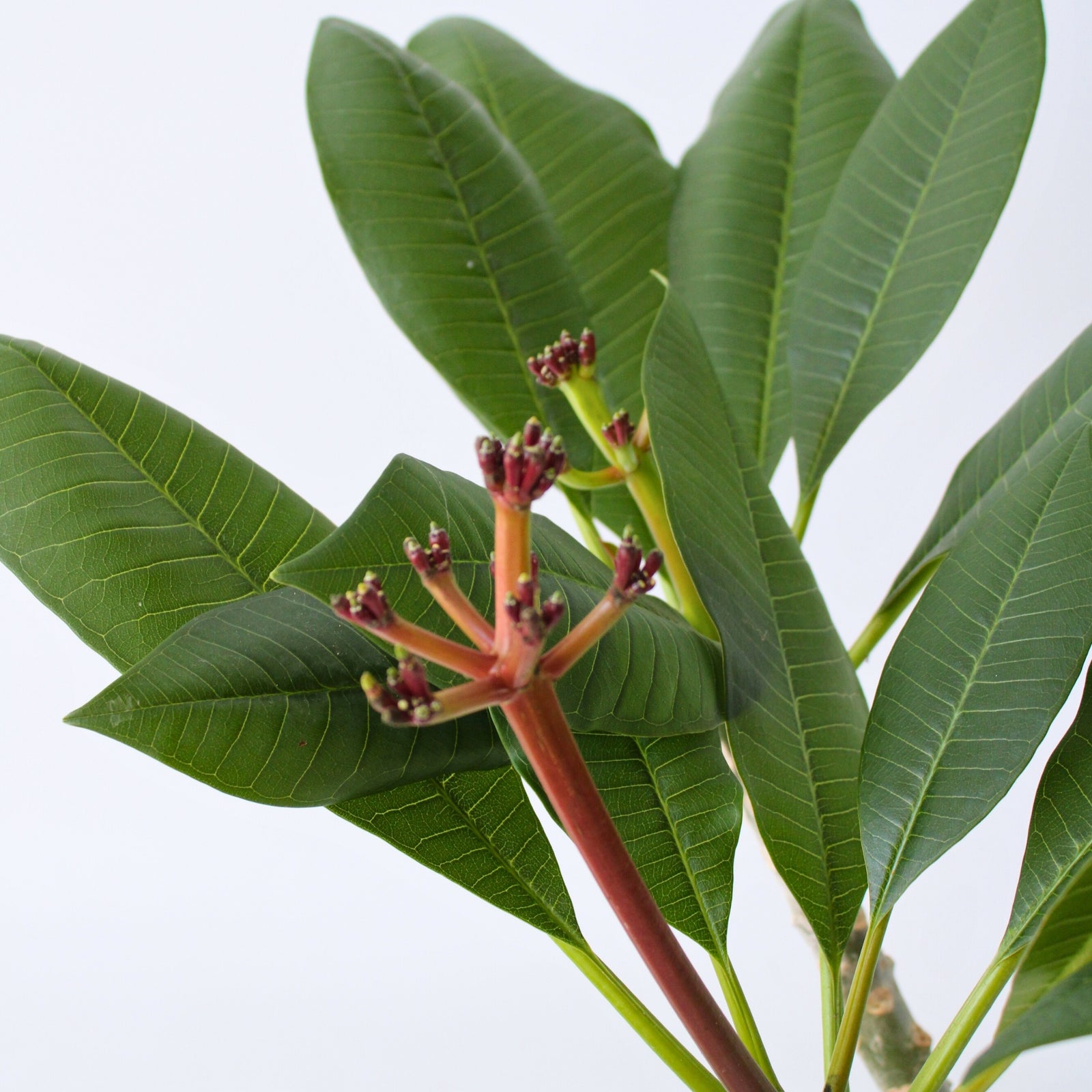 Frangipani White - Plumeria Rubra - Height 55-70cm - ⌀17cm | Set of 1 | White