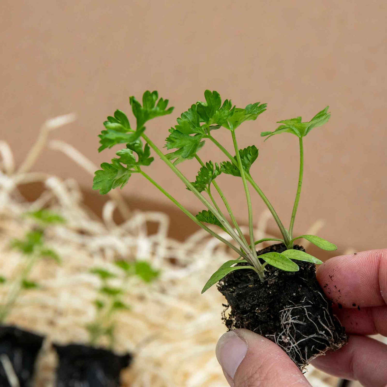 Parsley 'moss Curled' Plant 35 Cm Biennial | 3 x Plug Plants | Green
