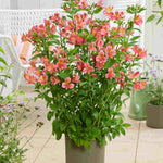 Hayloft Alstroemeria Majestic 'tierce' - 3 X 9cm Pots