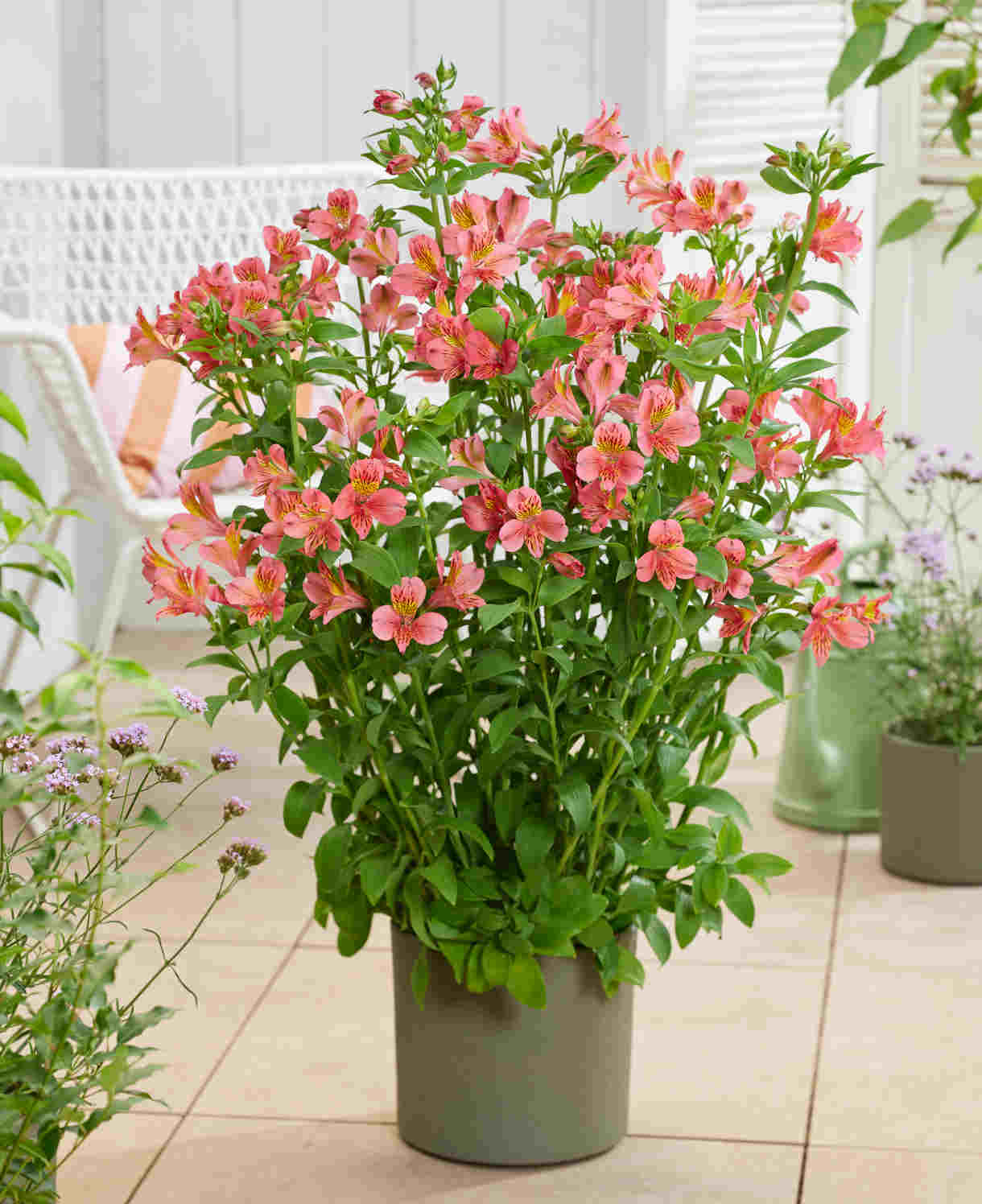 Hayloft Alstroemeria Majestic 'tierce' - 3 X 9cm Pots