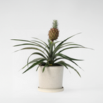 Miniature Pineapple Plant - Ananas Comosus 'mi Amigo' - Height 35-45cm - ⌀12cm | Set of 1 | Green