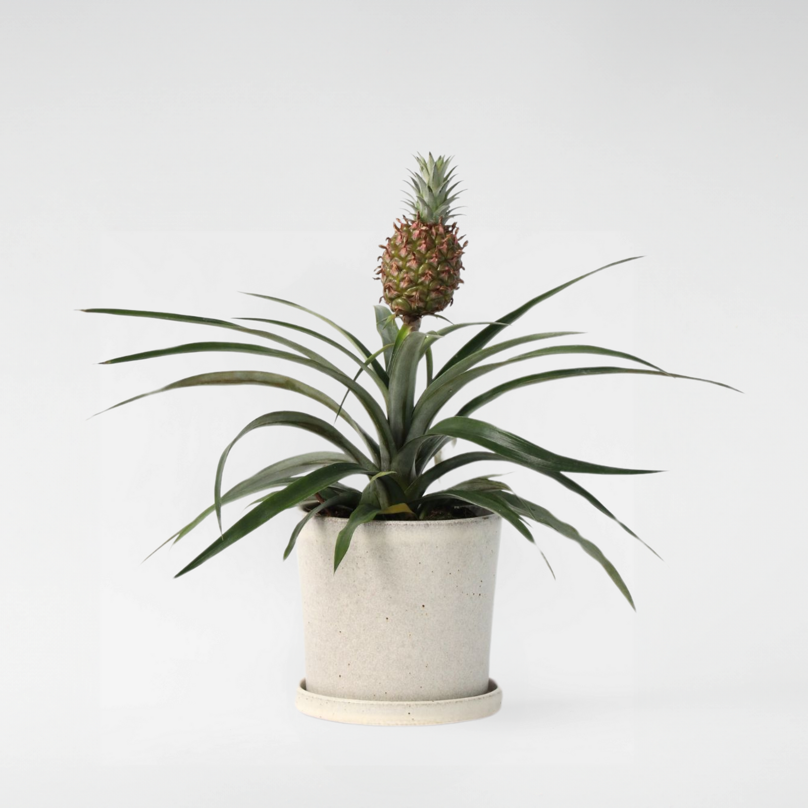 Miniature Pineapple Plant - Ananas Comosus 'mi Amigo' - Height 35-45cm - ⌀12cm | Set of 1 | Green