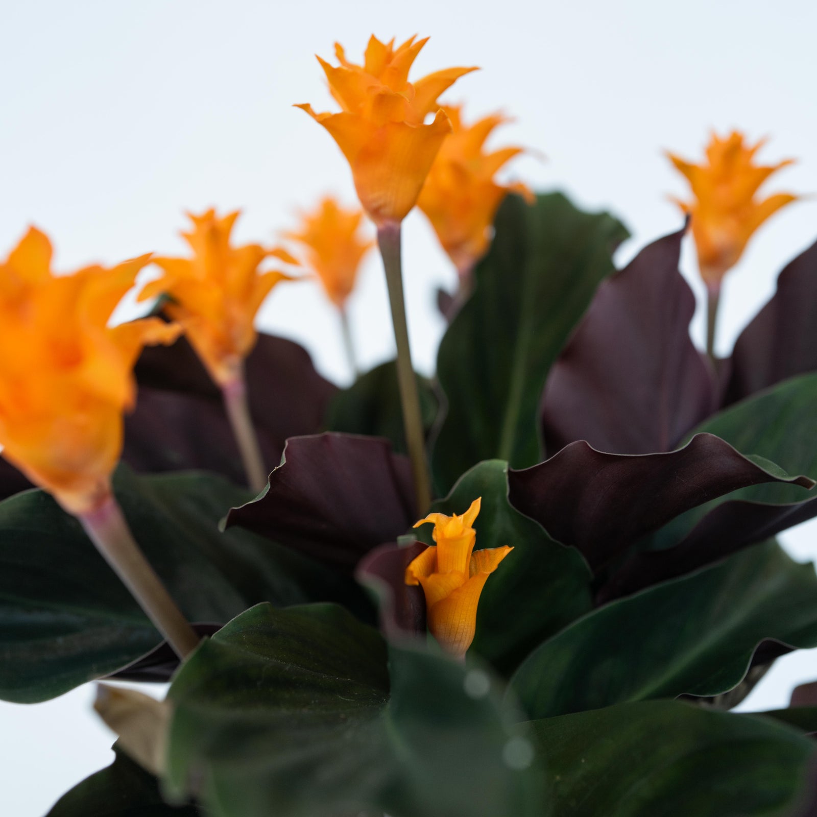 Prayer Plant - 2 Pcs. - Calathea Crocata 'tassmania' - Height 40-50cm - ⌀14cm | Set of 2 | Orange