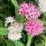 Spiraea Shirobana Colourful Garden Shrub
