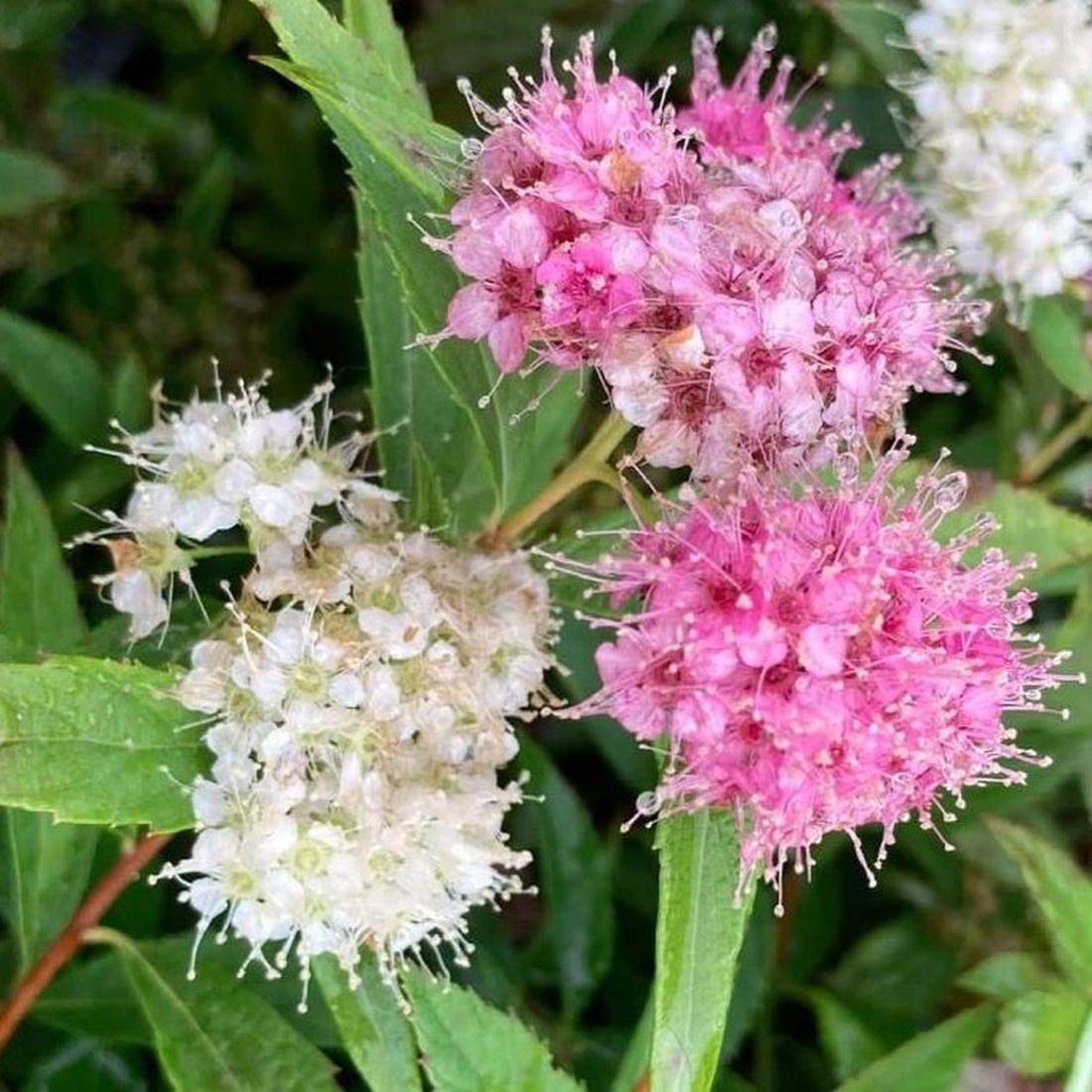 Spiraea Shirobana Colourful Garden Shrub