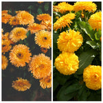 Calendula Bon Bon Mix Garden Ready Plants Dwarf Compact Double Blooms | 48 x Garden Ready Plants