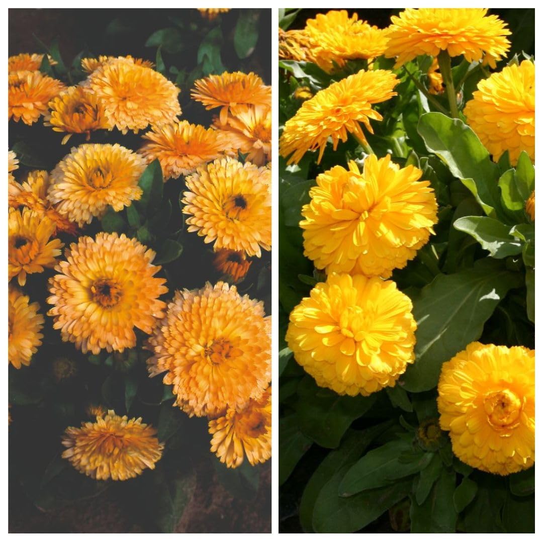 Calendula Bon Bon Mix Garden Ready Plants Dwarf Compact Double Blooms | 24 x Garden Ready Plants