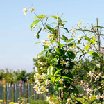 Star Jasmine 'star Of Toscane' - Evergreen Fragrant Climber | 1 x 3L | Orange & Yellow