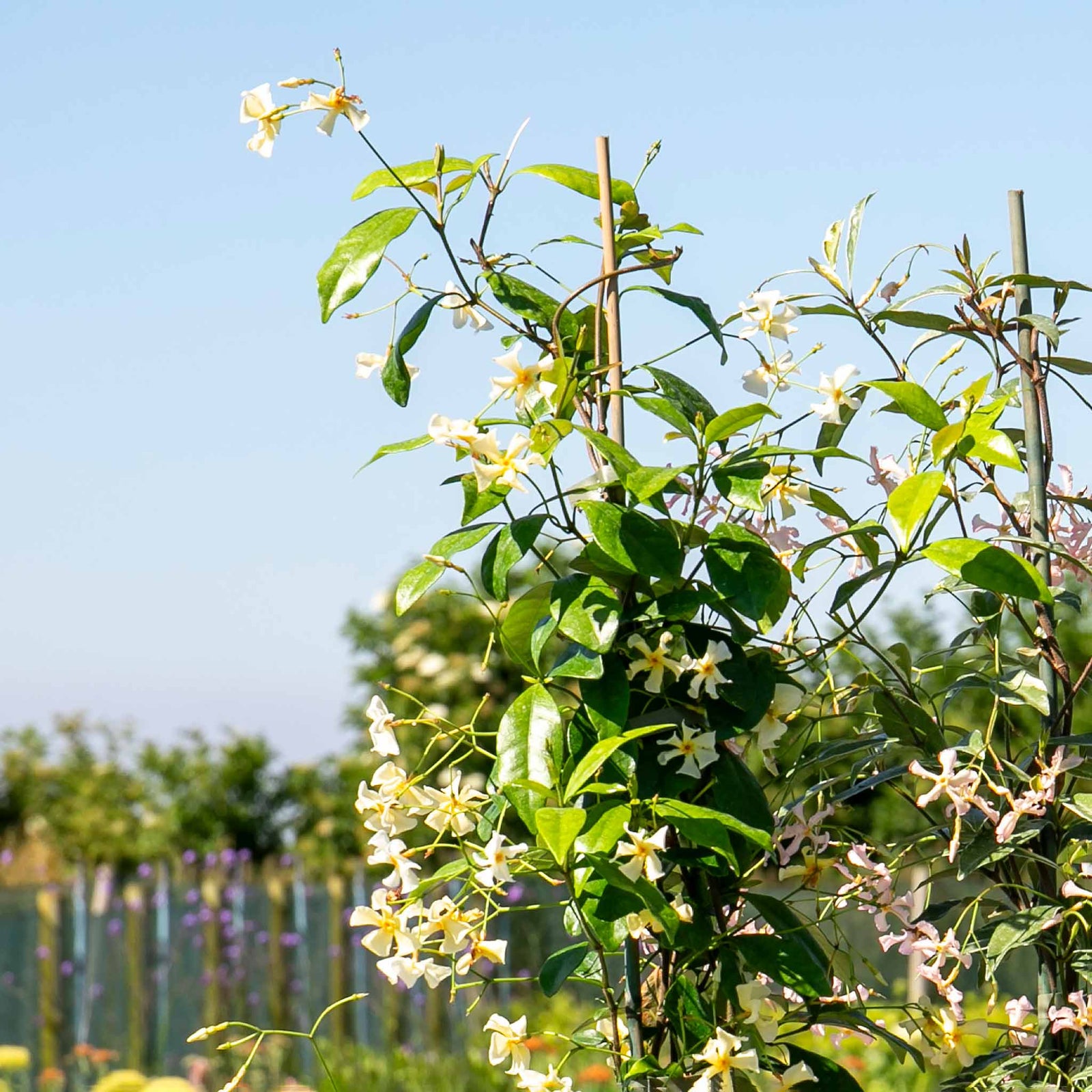 Star Jasmine 'star Of Toscane' - Evergreen Fragrant Climber | 1 x 3L | Orange & Yellow