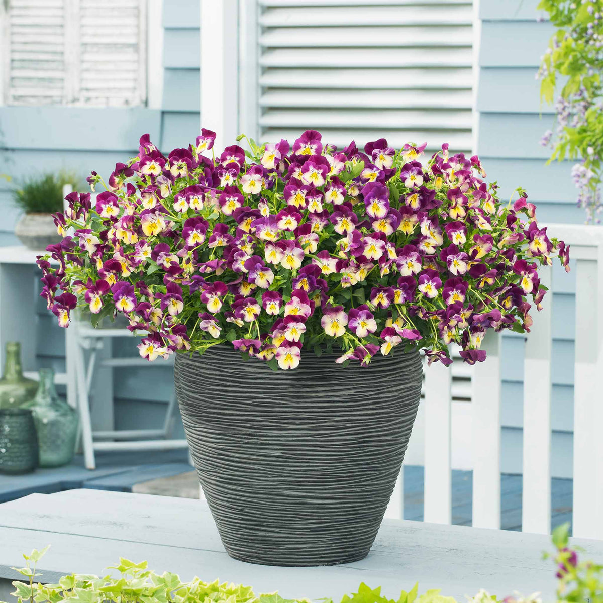 Pansy 'cool Wave Raspberry Swirl' | 6 x Garden Ready Plugs