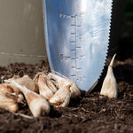 Freesia 'double Mix' Corms | 10 x Bulbs | Pink