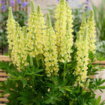 Lupinus Lupinova ‘lenora’ 9cm pots | 1 x 9cm | Yellow