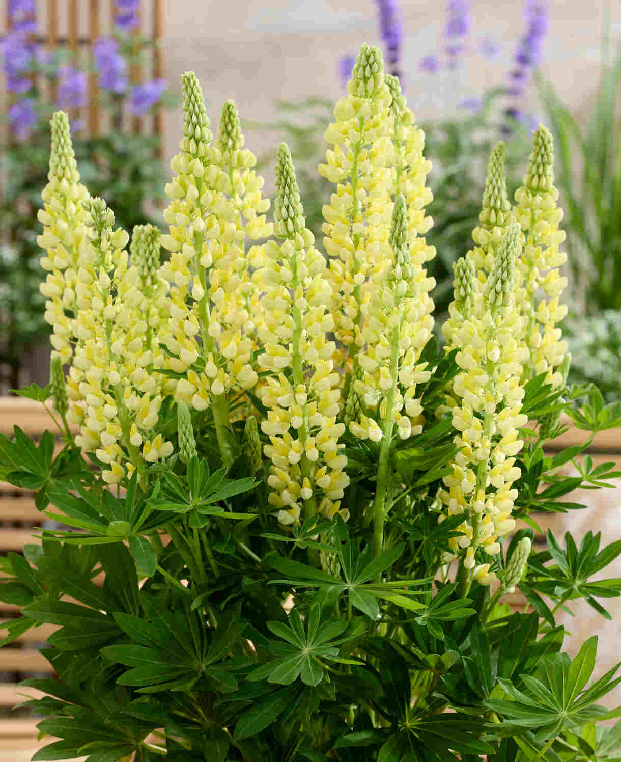 Lupinus Lupinova ‘lenora’ 9cm pots | 1 x 9cm | Yellow