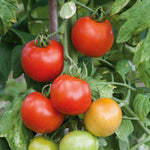 Tomato Seeds 'premio' F1 | Set of 10