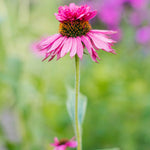 Echinacea Purpurea 'double Decker' - 9cm Pots | 1 x 9cm | Pink