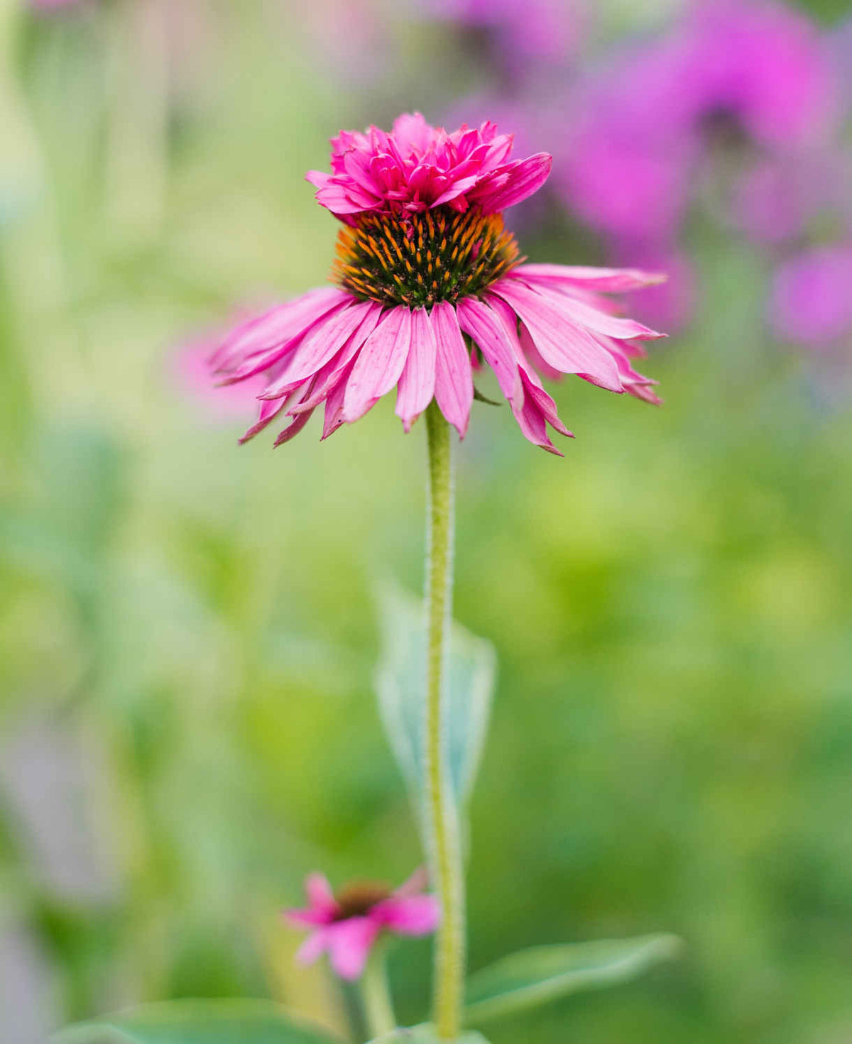 Echinacea Purpurea 'double Decker' - 9cm Pots | 1 x 9cm | Pink