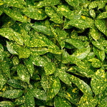 Aucuba Japonica Variegata Variegated Japanese Laurel Shrub Plant Large In A 3 Litre Pot