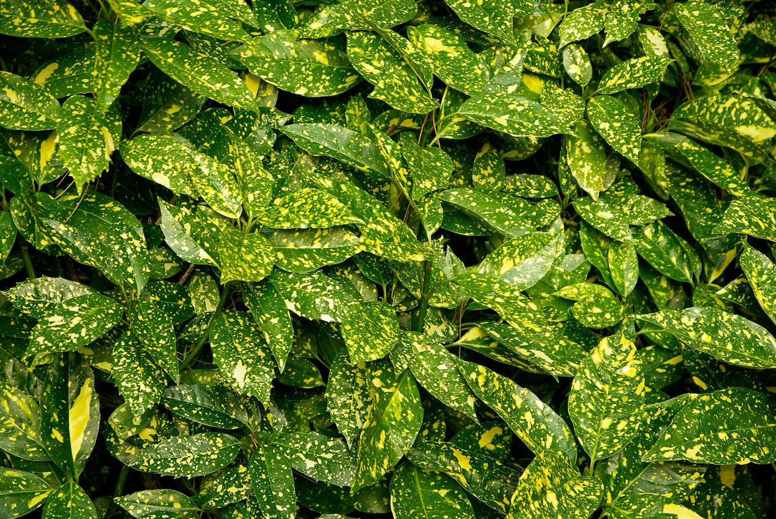 Aucuba Japonica Variegata Variegated Japanese Laurel Shrub Plant Large In A 3 Litre Pot