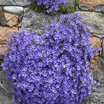 Hayloft Campanula Portenschlagiana - 3 x 9cm pot