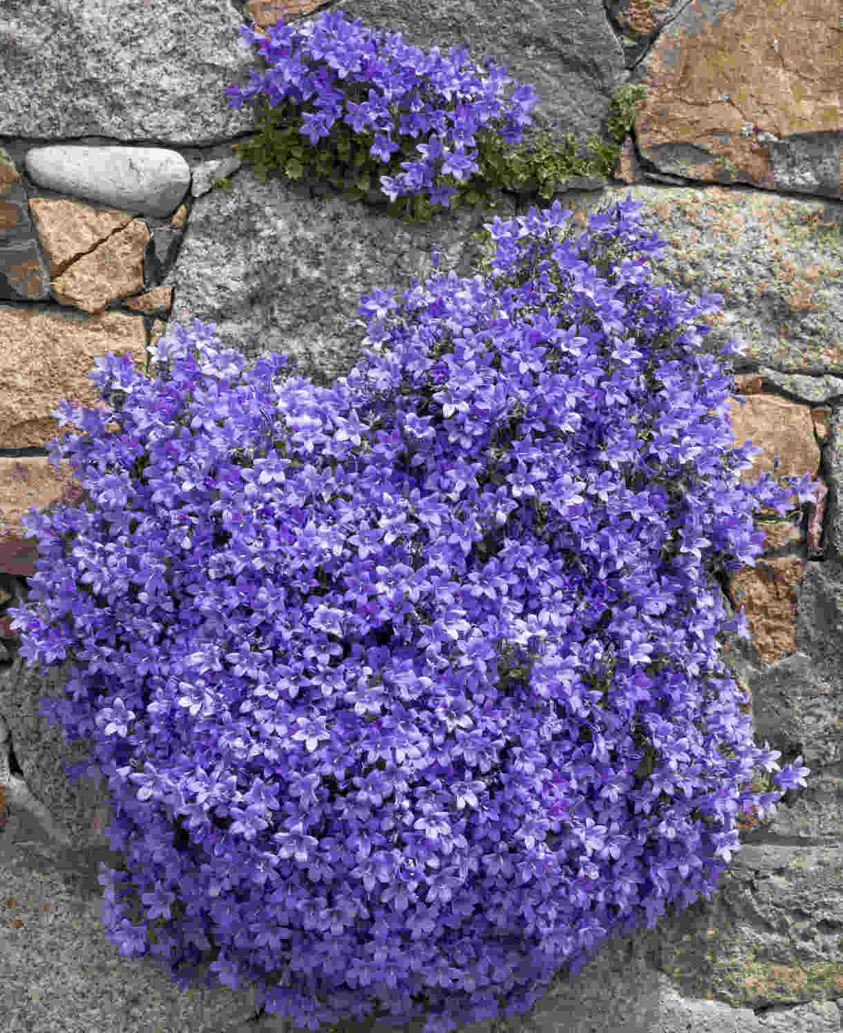 Hayloft Campanula Portenschlagiana - 3 x 9cm pot