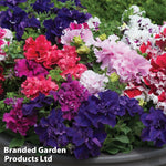 Garden Ready Summer Favourites Collection Garden Ready Plants Plants | 12 x Garden Ready Plants