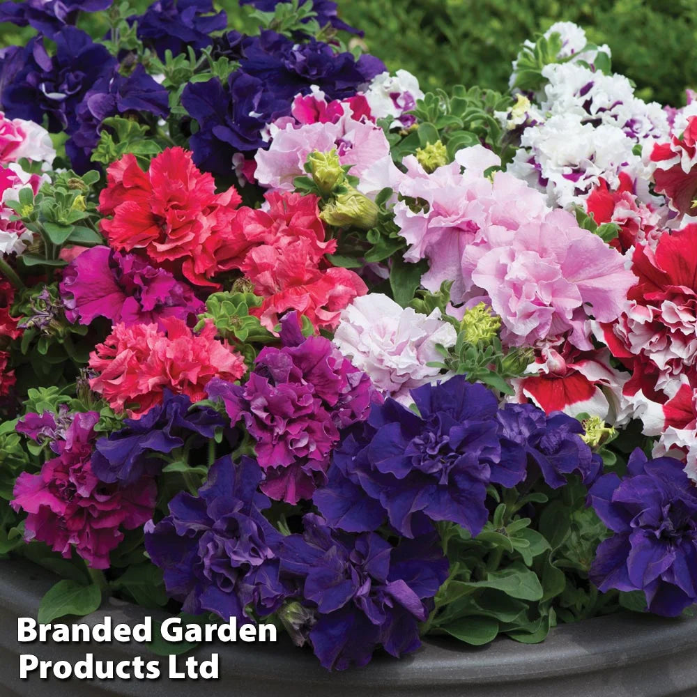 Garden Ready Summer Favourites Collection Garden Ready Plants Plants | 12 x Garden Ready Plants